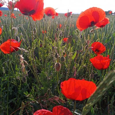 13. - 15. Dez. 2024 Komm wir müssen los…die Liebe ruft uns Retreat - Seminar der Liebe